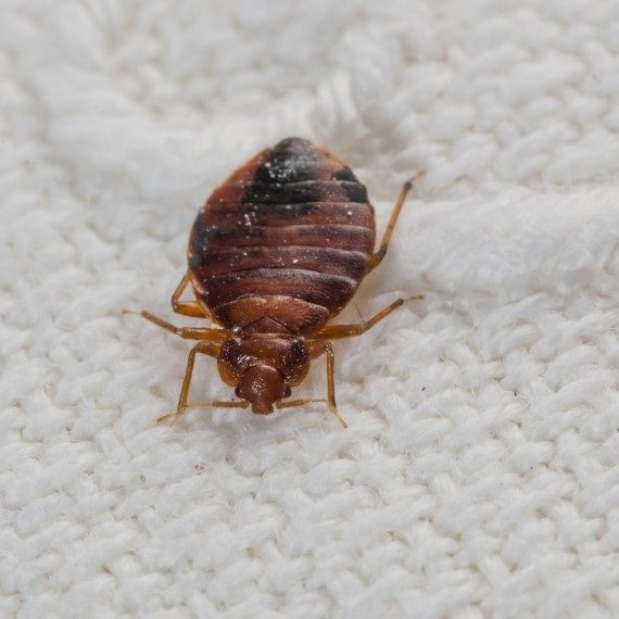 Bed Bugs, Pest Control in South Norwood, SE25. Call Now! 020 8166 9746