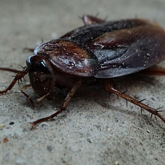 Cockroaches, Pest Control in South Norwood, SE25. Call Now! 020 8166 9746