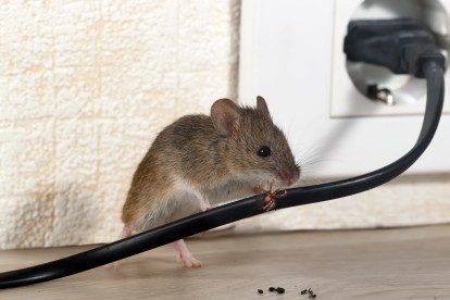 Pest Control in South Norwood, SE25. Call Now! 020 8166 9746