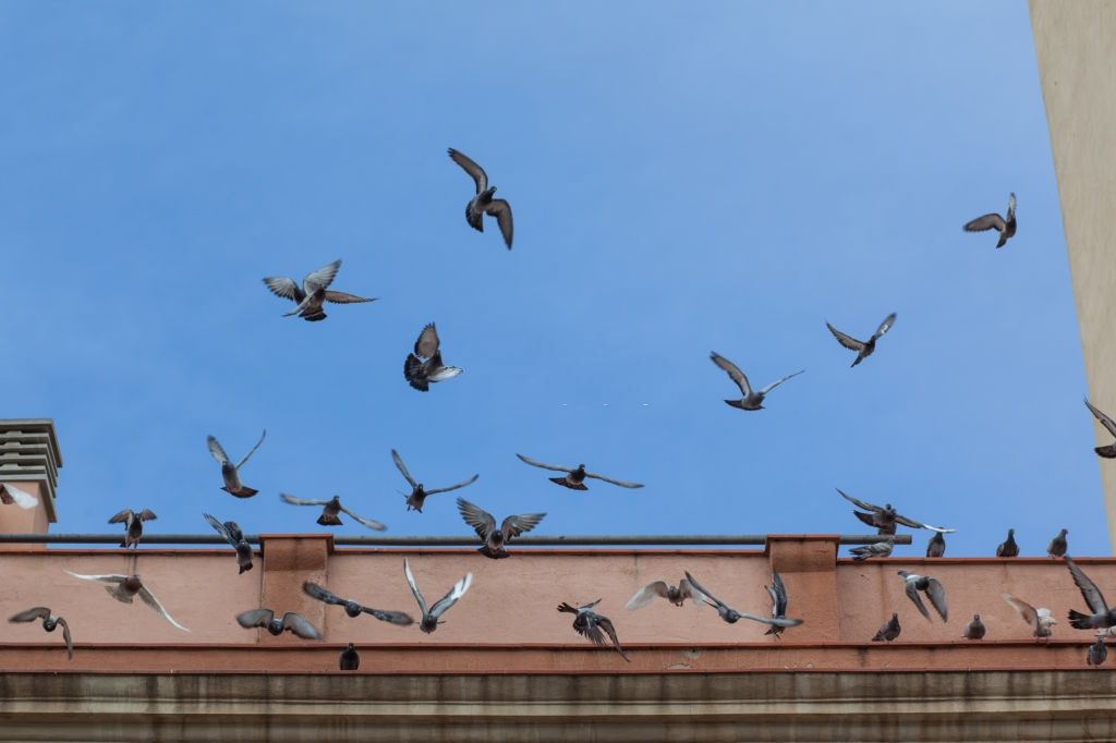 Pigeon Control, Pest Control in South Norwood, SE25. Call Now 020 8166 9746