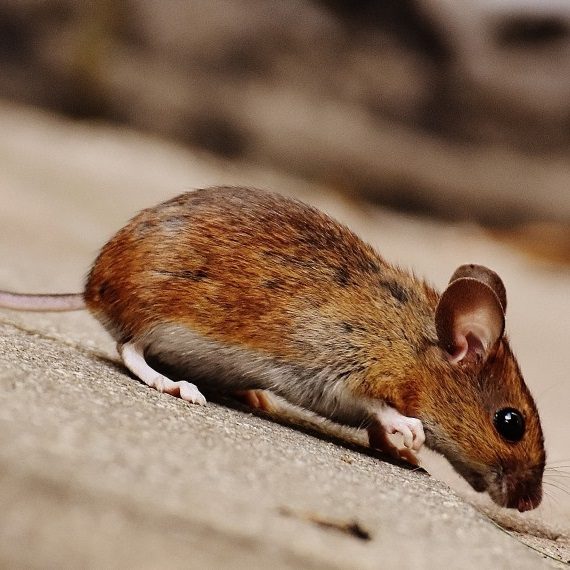 Mice, Pest Control in South Norwood, SE25. Call Now! 020 8166 9746