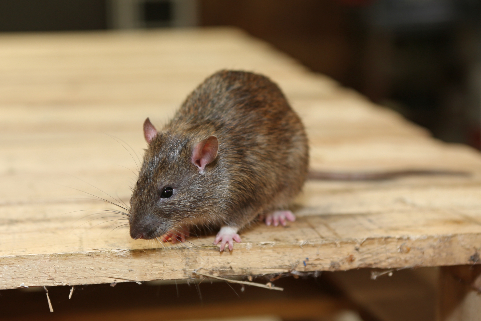 Rat Infestation, Pest Control in South Norwood, SE25. Call Now 020 8166 9746