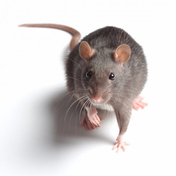Rats, Pest Control in South Norwood, SE25. Call Now! 020 8166 9746