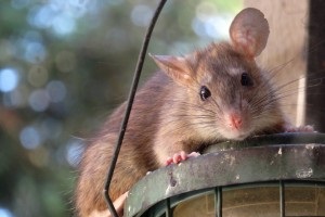 Rat extermination, Pest Control in South Norwood, SE25. Call Now 020 8166 9746