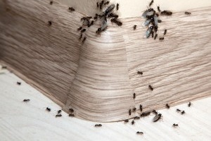 Ant Control, Pest Control in South Norwood, SE25. Call Now 020 8166 9746