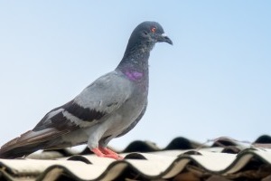 Pigeon Pest, Pest Control in South Norwood, SE25. Call Now 020 8166 9746