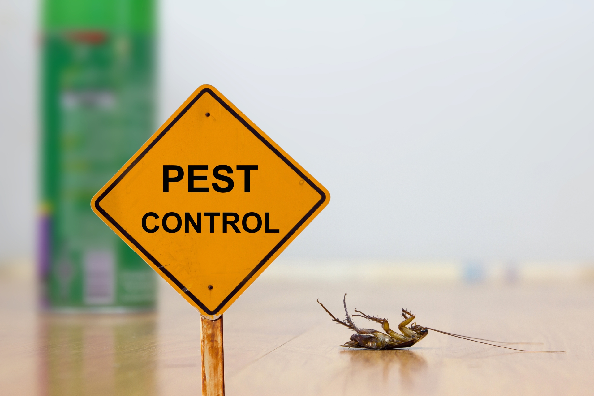 24 Hour Pest Control, Pest Control in South Norwood, SE25. Call Now 020 8166 9746