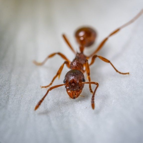 Field Ants, Pest Control in South Norwood, SE25. Call Now! 020 8166 9746