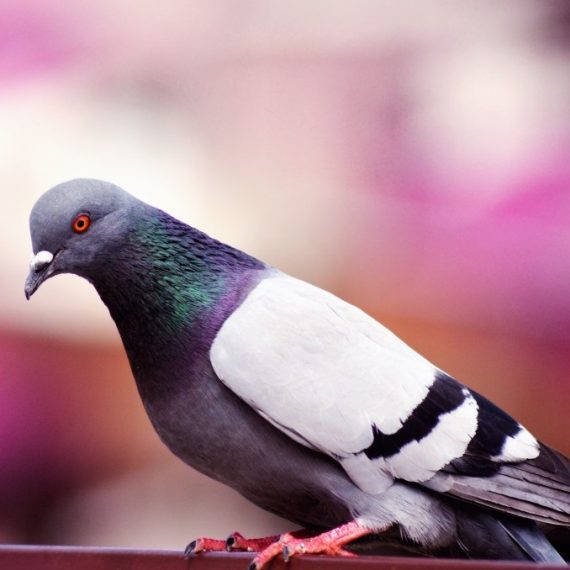 Birds, Pest Control in South Norwood, SE25. Call Now! 020 8166 9746