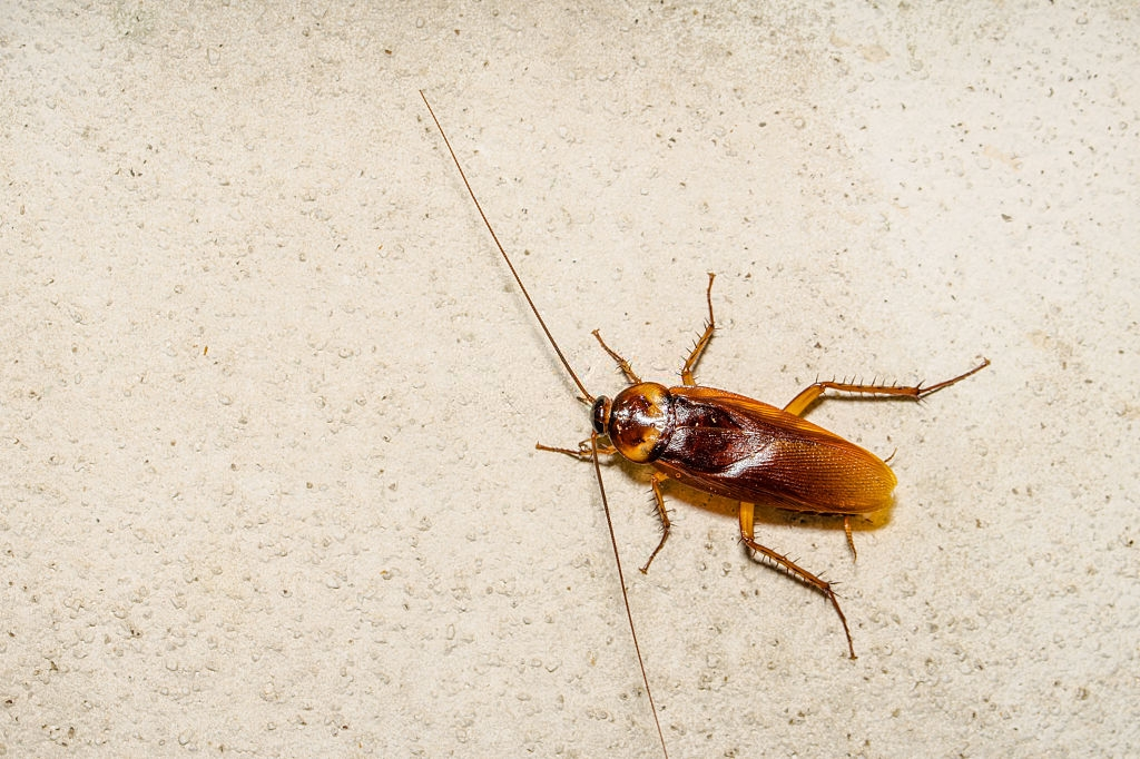 Cockroach Control, Pest Control in South Norwood, SE25. Call Now 020 8166 9746