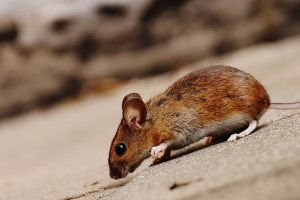 Mouse extermination, Pest Control in South Norwood, SE25. Call Now 020 8166 9746