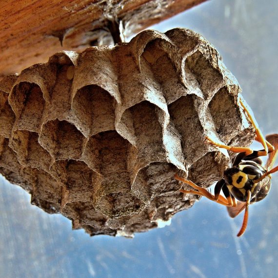 Wasps Nest, Pest Control in South Norwood, SE25. Call Now! 020 8166 9746